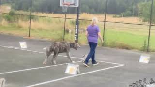 AKC Rally Advanced Pattern 1 With Irish Wolfhound [upl. by Ordnassela]