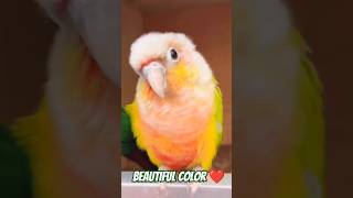 sunconure parrot cockatiel cockatoo macaw lover pets youtubeshorts youtube yt ytshorts u [upl. by Meghann677]