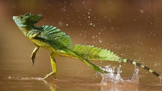 green basilisk the jesus Lizard a living dinosaur Basiliscus plumifrons animal Documentary [upl. by Ecnarretal]