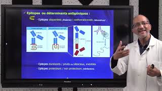 2 IMMUNOLOGIE S5  Introduction générale amp Notion dantigène Part2 [upl. by Attegroeg]