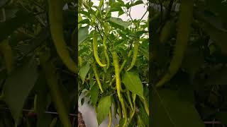 Chilli farmingagrishorts [upl. by Rehptosirhc834]