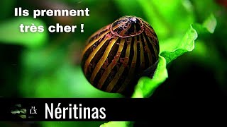 TOUT LE MONDE EN VEUT AUX NÉRITINAS  Ces escargots sont les souffredouleurs des aquariums [upl. by Price]