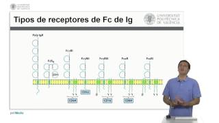 Efecto Inmunológico de los Anticuerpos  625  UPV [upl. by Geehan209]