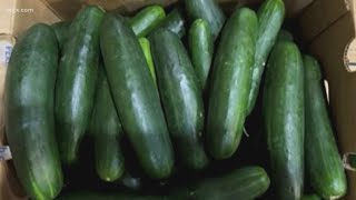 Cucumber salmonella outbreak CDC FDA identifies a likely source [upl. by Jeb]