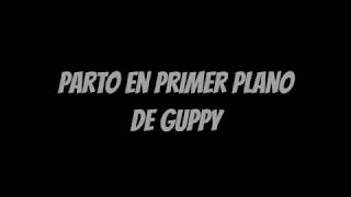 Parto en primer plano de guppy [upl. by Tani925]