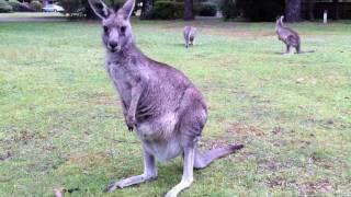 Baby Joey Kangaroo sticks head out of mums pouch [upl. by Haddad]