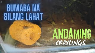 PART 2  ANDAMI  1st Batch of Craylings natin  crayfish crayfishvideo crayfishfarming trending [upl. by Gregorius]