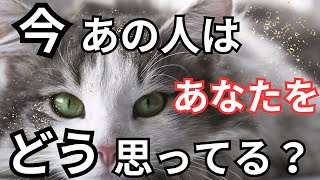 あの人にあなたの事を色々聞いてみた。ガチ❤️‍🔥恋愛タロット占い ルノルマン オラクルカード 個人鑑定級に深掘りリーディング [upl. by Lyndsie975]