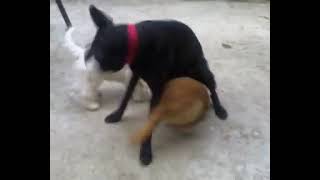 Royal Dog Rumble Starring Poochie Eusebio amp Enteng [upl. by Mairem]