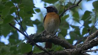 Common Redstart [upl. by Eilarol]