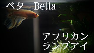 ベタ アフリカンランプアイ 混泳できる？ 混浴 メダカ アクアリウム Betta HD Aquarium アヌビアスナナ ウィローモス [upl. by Copeland]