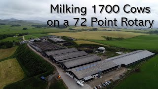 Milking 1700 Cows on a 72 Point Rotary  Scotland [upl. by Row]