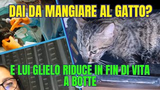 DAI DA MANGIARE AL GATTO E LUI A BOTTE GLIELO RIDUCE IN FIN DI VITA [upl. by Drabeck]