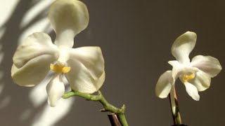 Phalaenopsis micholitzii x celebensis TH Pearl [upl. by Yasui605]