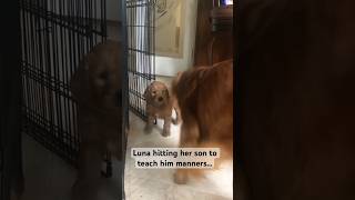 Dog gets revenge on his mom goldendoodle goldenretriever funnydogs [upl. by Gio]