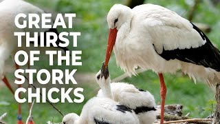 White Storks Feeding and Watering Rituals for the Chicks [upl. by Dichy291]