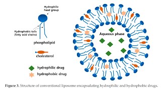 Liposomes for Drug Delivery Part 1 [upl. by Tracee]