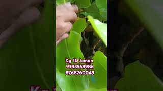 Kg 10 Jamun ezonefly fruitplant exoticfruitplants agriculture agricultufruittreegardenjamun [upl. by Gollin]