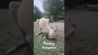 Feeding Kangaroo at Caversham wildlife Park [upl. by Almeria]