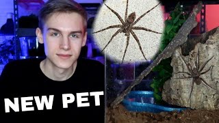 NEW PET  Fishing Spider  SemiAquatic Enclosure Set Up [upl. by Ytsirc246]