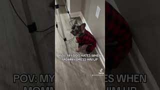 He be so sick of me 😭🥰 viralvideo fyp frenchie [upl. by Mccutcheon]