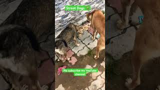 Street dogs 🐕  shorts youtubeshorts trending dog streetdog roti puppy cute morning [upl. by Wyn]