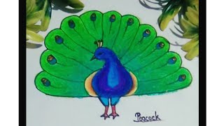 How to draw a peacockeasy peacock drawing step by step 🦚🙏 [upl. by Will]