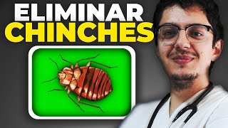 CHINCHES de CAMA  como ELIMINAR CHINCHES y 10 CONSEJOS muy IMPORTANTES [upl. by Yartnoed]