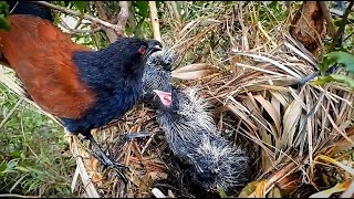 Greater coucal Bird brings larvae and insects to eatbirds babyanimal [upl. by Linnea645]