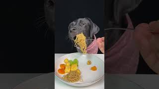 My Brother is Not Here Cute Smart Labrador Dog Eating Food Fun Cute Pet Debut Plan dog dogeat fyp [upl. by Rokach739]