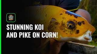 STUNNING KOI AND PIKE ON CORN  MONK LAKES KENT [upl. by Moseley]