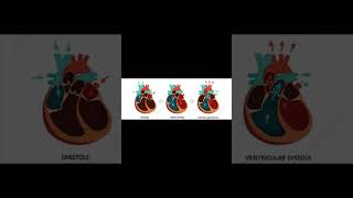 A level biology edexcel A Cardiac cycle [upl. by Salomi696]