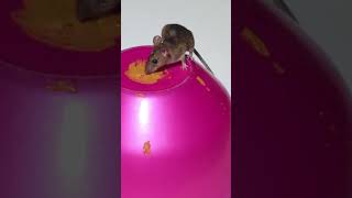 Rat  Mouse Sounds for Cats Video for cats to watch [upl. by Lacefield]