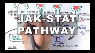 JAKSTAT Signalling Pathway [upl. by Uolyram]