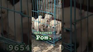 Pom dog dogs puppy delhi animallover animals cutedog cutecat cuteanimal animals success [upl. by Eatnom]