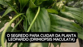 O Segredo Para Cuidar da Planta Leopardo Drimiopsis Maculata [upl. by Anisor]