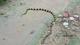 Banded Krait माहेर सर्प Bungarus fasciatus \ Venomous Snake बिषालु सर्प Bardiya Nepal [upl. by Nager]