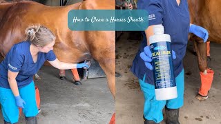 How to Clean a Horses Sheath [upl. by Sophie]