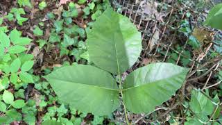 How to identify Poison Ivy Toxicodendron Radicans Liana woody vine plant Long Island New York USA [upl. by Kirsten175]