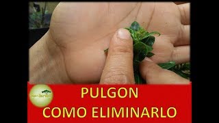 Como Eliminar los PULGONES DE LAS PLANTAS [upl. by Eugenides]