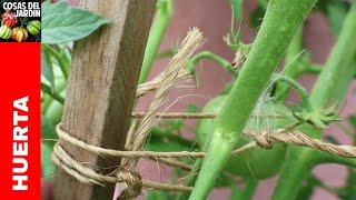 Como atar los tomates  Por qué es necesario entutorar los tomates [upl. by Randal]