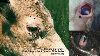 Pink Eye In Beef Cattle Causes Diagnosis Treatment  DL Step DVM [upl. by Tisdale]