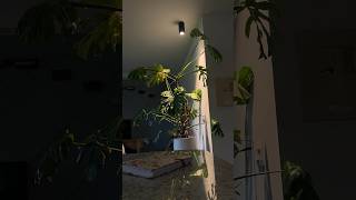 I finally gave my monstera a plant light after 5 years monstera plantlight hangingplantlight [upl. by Victorie16]