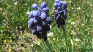 NAZARENO Muscari neglectum wwwriomoroscom [upl. by Gervais498]