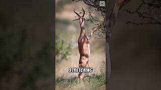 Gerenuk The Tiptoeing Tree Browser shorts short [upl. by Ernald]