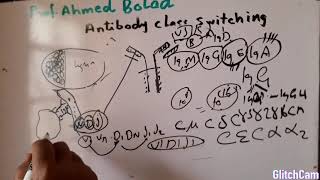 Antibody class switching VDJ recombination [upl. by Esilana]