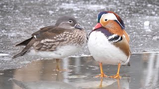 Mandarin Duck on Ice 4K [upl. by Connolly]