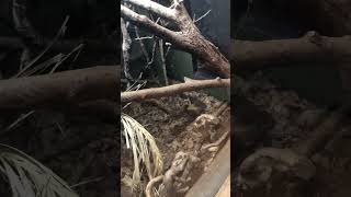 BLACK TREE MONITORS AT NEWQUAY ZOO  PART ONE shorts zoo animals nature monitorlizard lizard [upl. by Mendelson]