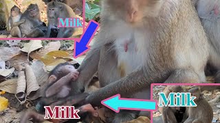 O M G Baby Monkey Cute Where is Milk Mommy Nanda [upl. by Bettencourt]