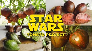 STUNNING TOMATO VARIETIES FROM THE STAR WARS TOMATO PROJECT [upl. by Chlori]